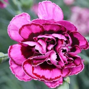 Dianthus Plumarius 'Laced Monach', Modern Pink 'Laced Monarch', Pink 'Laced Monarch', Laced Pink 'Laced Monarch', Cottage Pink 'Laced Monach' , Pink Garden Pink, perennial Sweet William, Perennial Dianthus